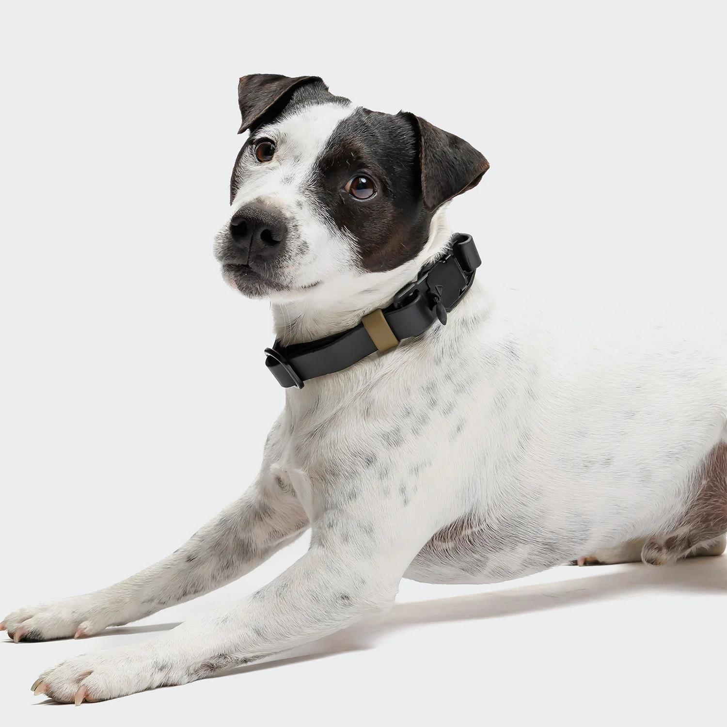 Hundehalsband BioThane Ipanema Black-Olive - Image 2
