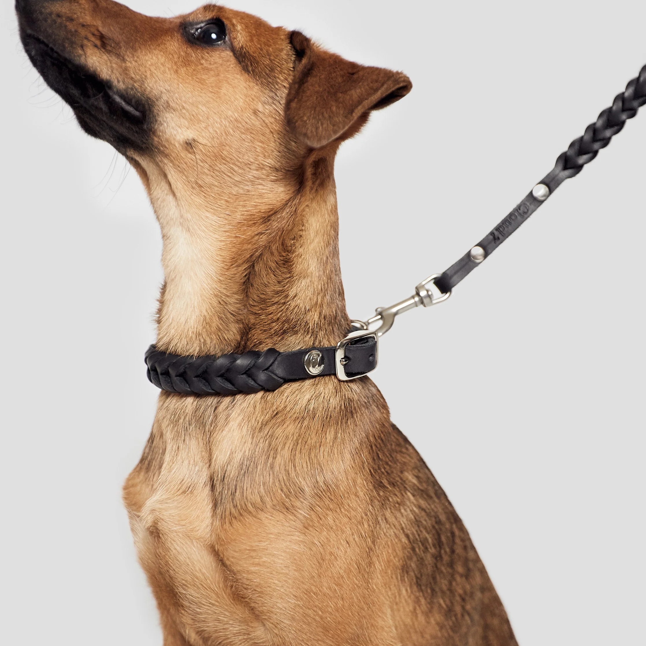 Hundehalsband Central Park Black Silver - Image 4