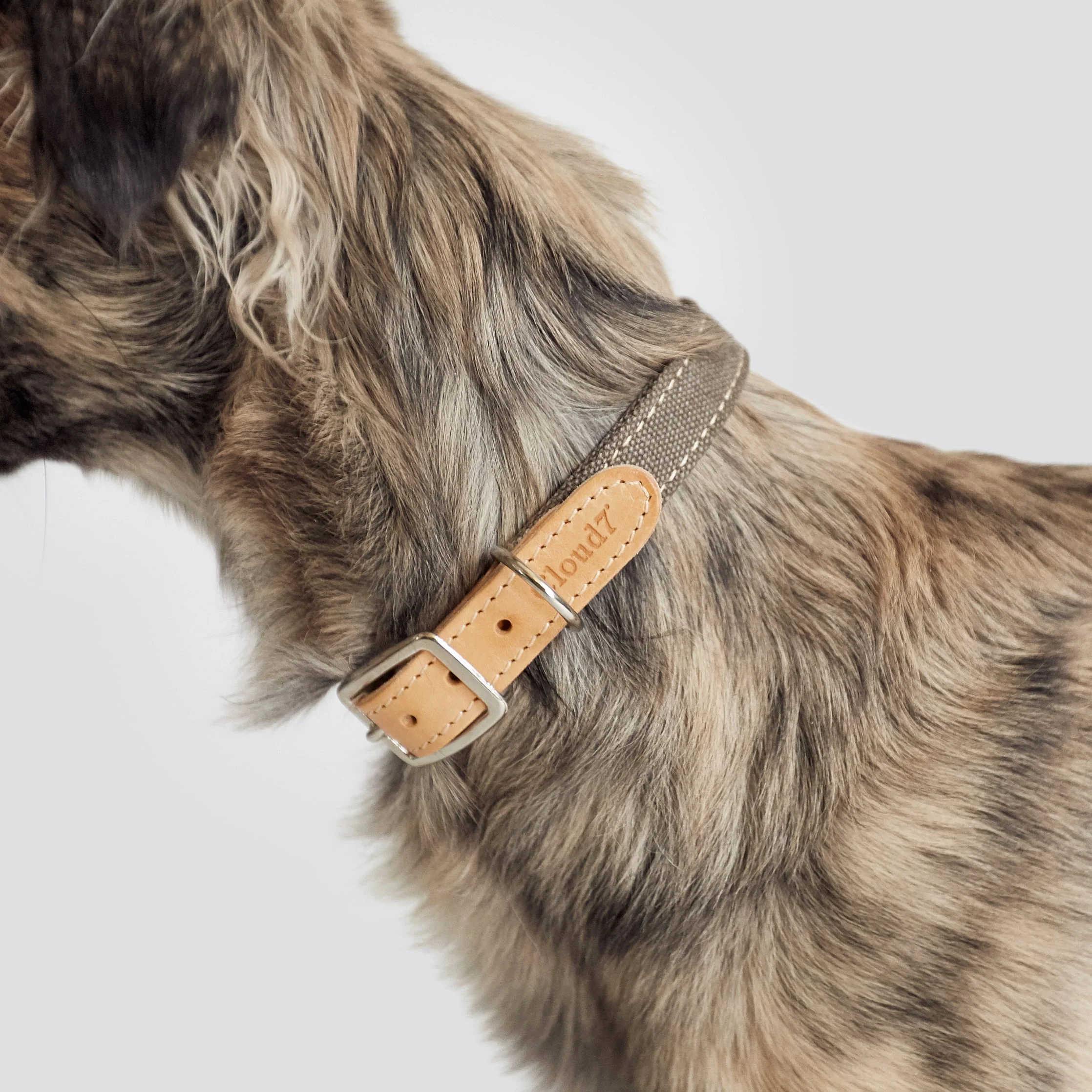 Hundehalsband Tivoli Greige - Image 5