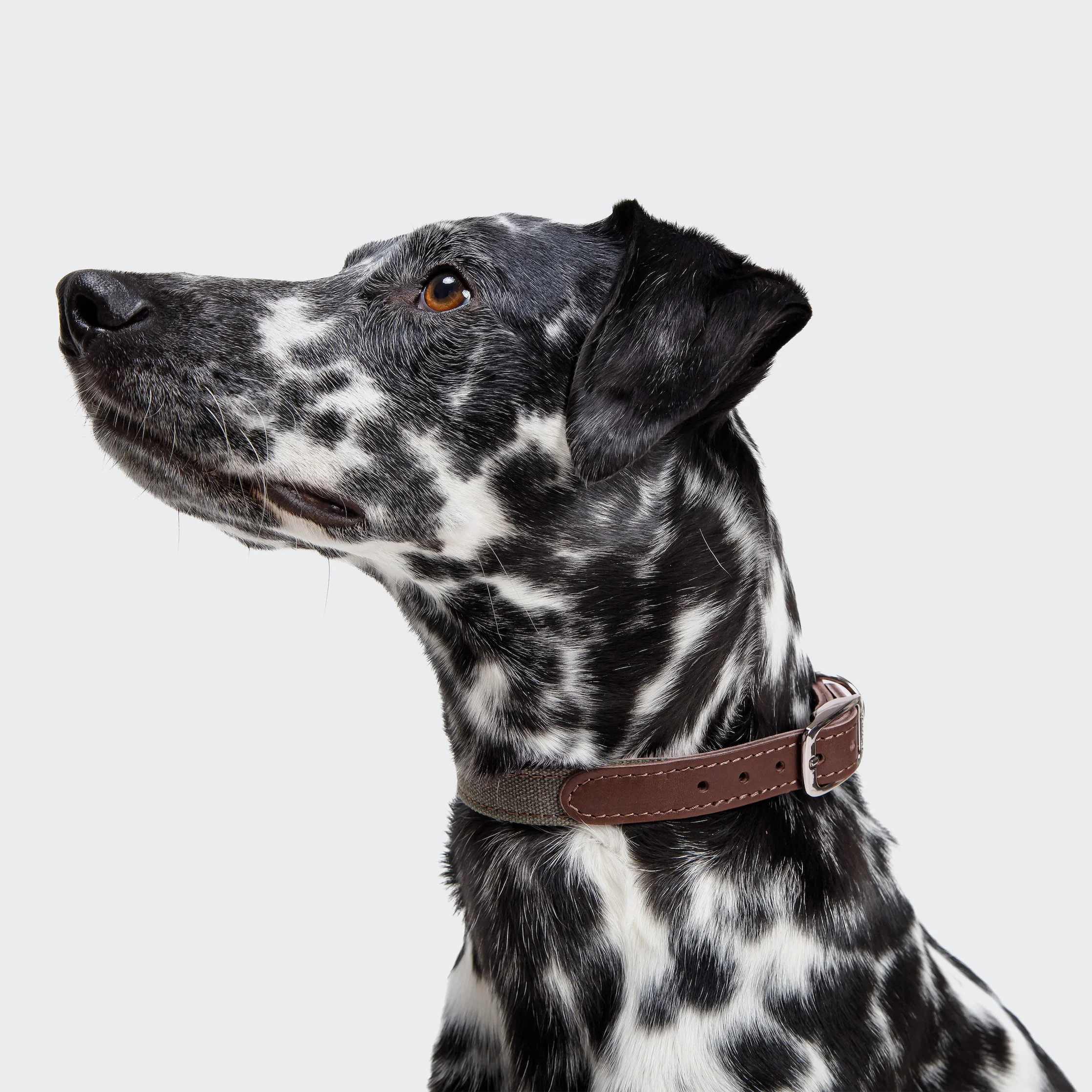 Hundehalsband Tivoli Olive - Image 5