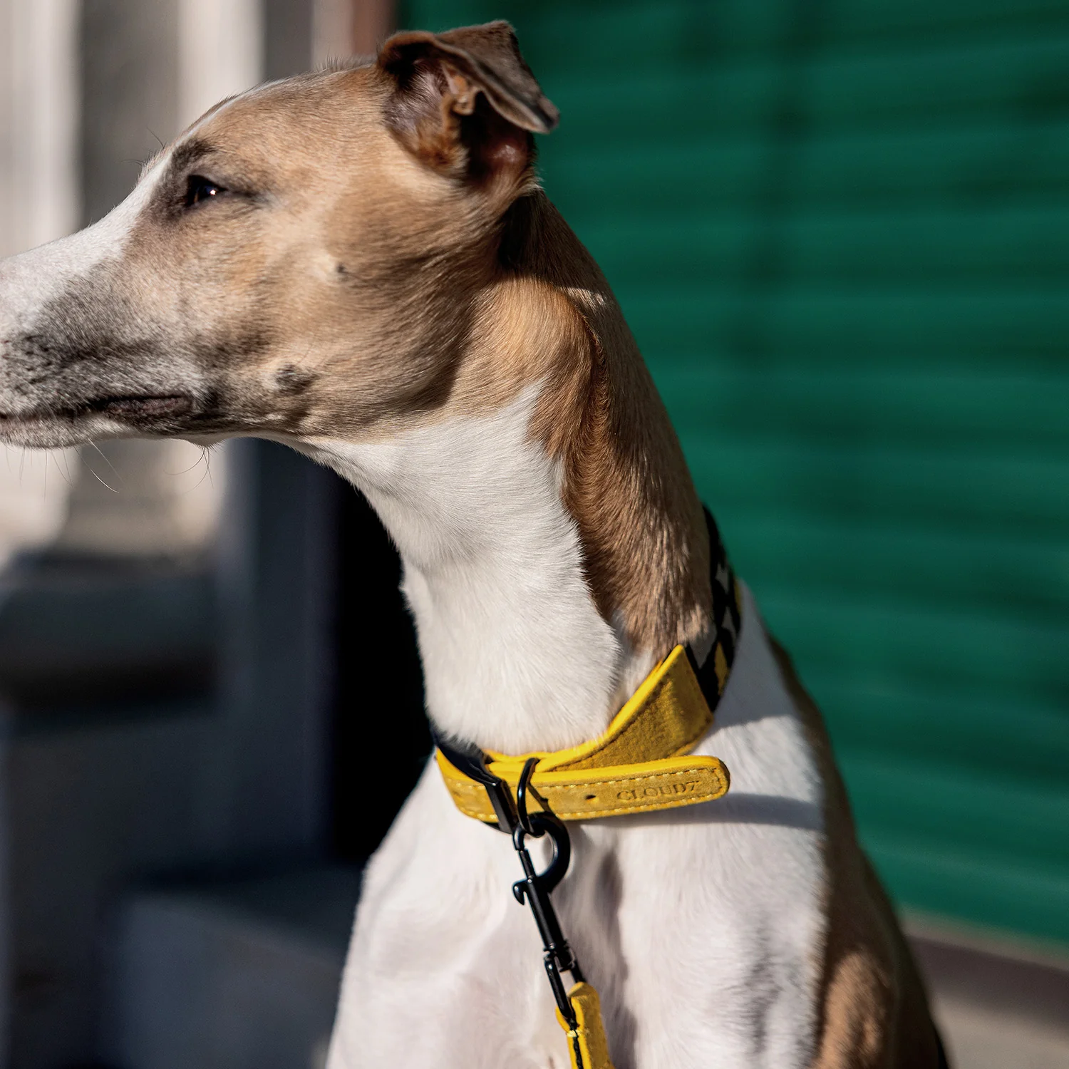 Hundehalsband Wide Maksimir Park Green/Yellow - Image 2