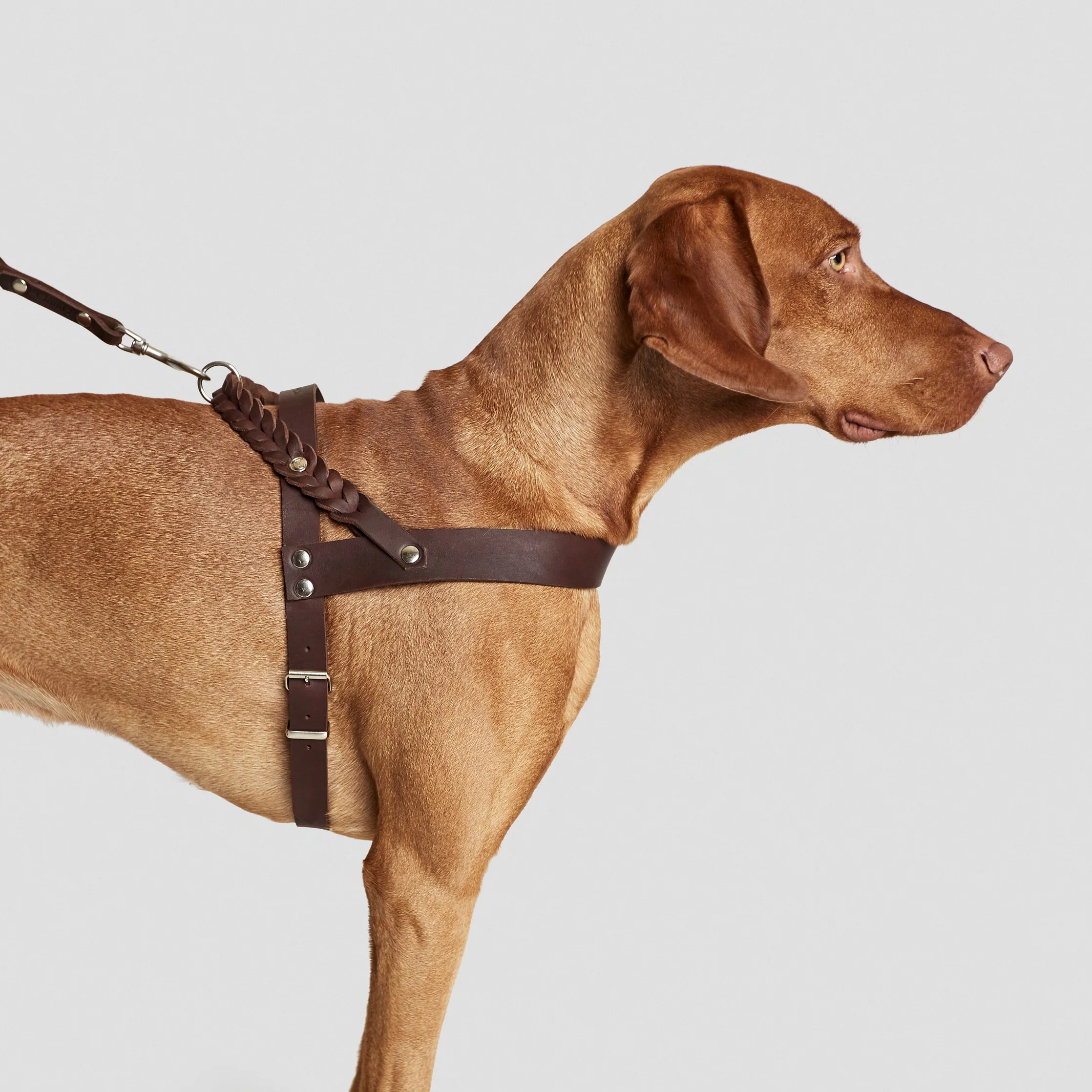 Norwegergeschirr Central Park Saddle Brown Silver - Image 6