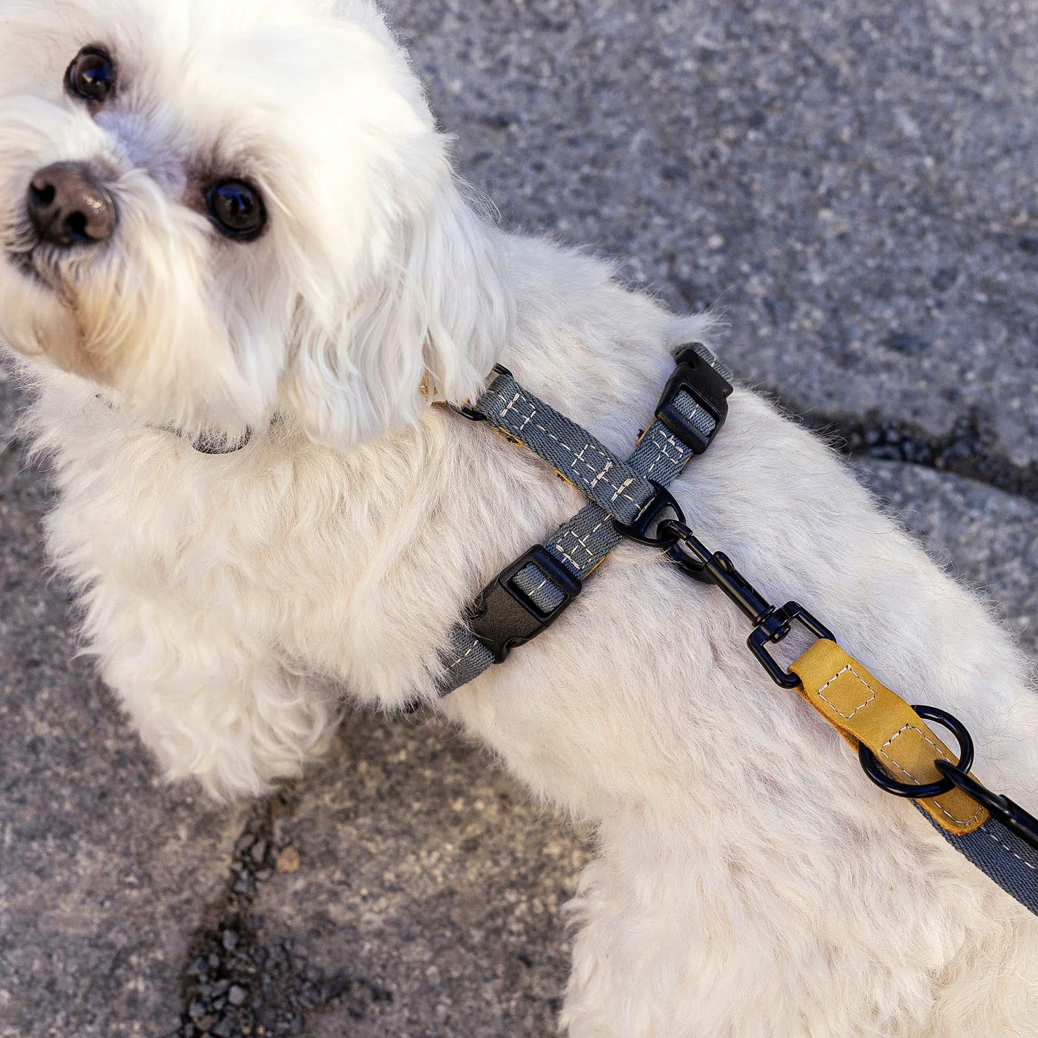 Y-Hundegeschirr Madeira Biscuit - Image 2