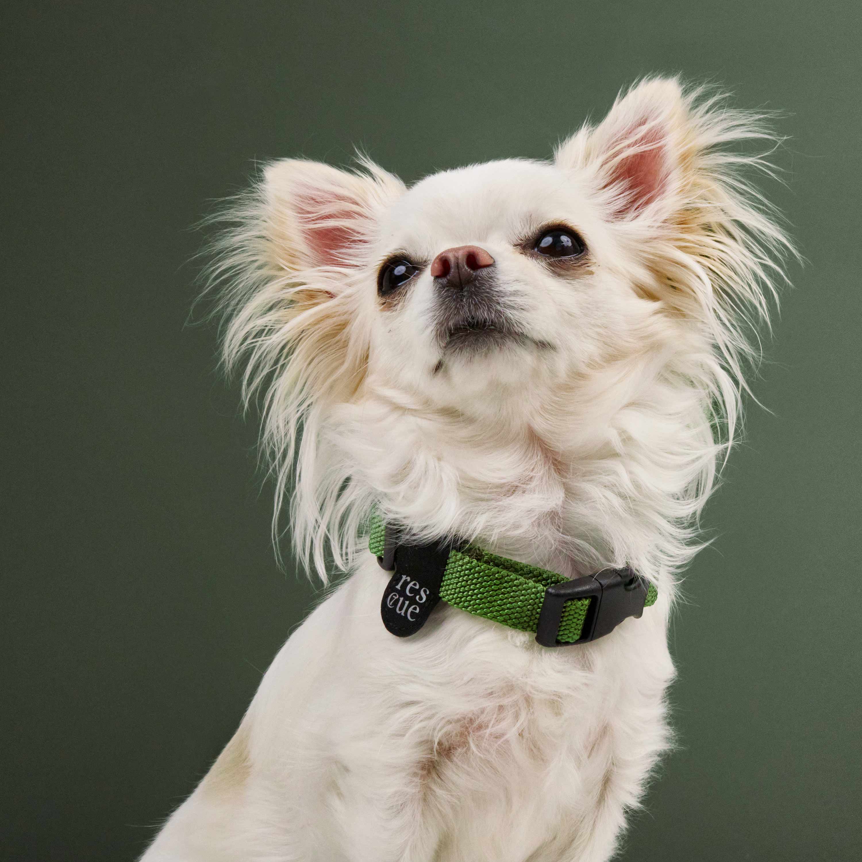 Hundehalsband Nylon RESC7UE Green - Image 4