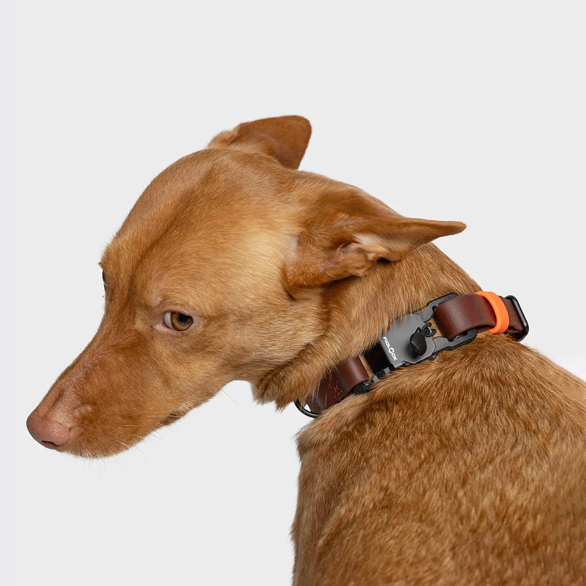 Hundehalsband BioThane Ipanema Dark Aubergine - Image 2