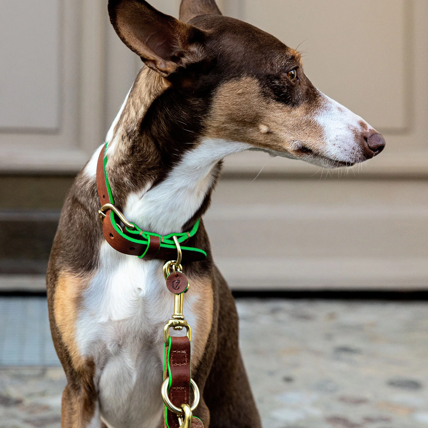 Hundehalsband Kings Park Cognac/Green - Image 2