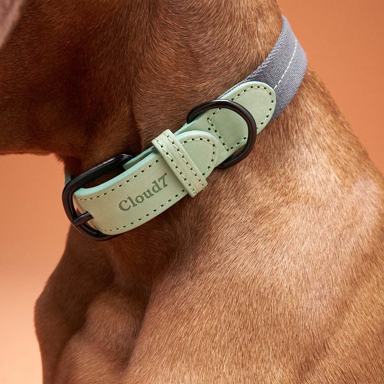 Hundehalsband Madeira Mint - Image 2
