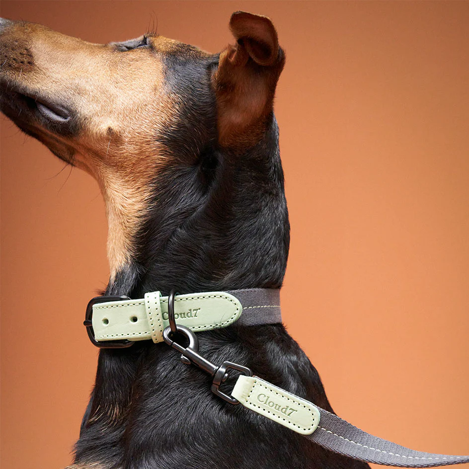 Hundehalsband Madeira Mint - Image 5
