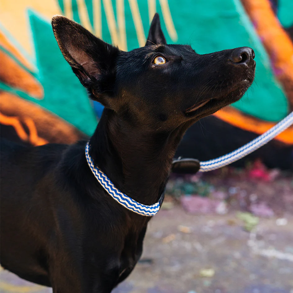 Hundehalsband Mauerpark Zigzag Blue - Image 5