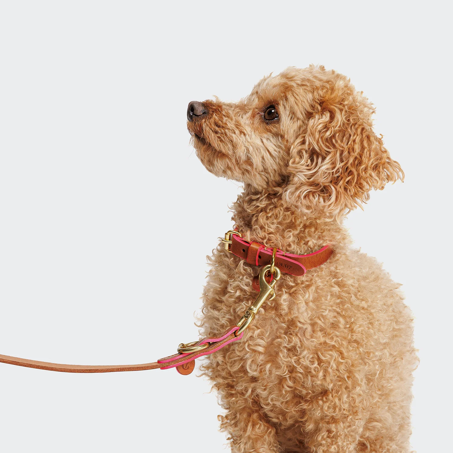 Hundehalsband Prince Park Cognac/Pink - Image 3