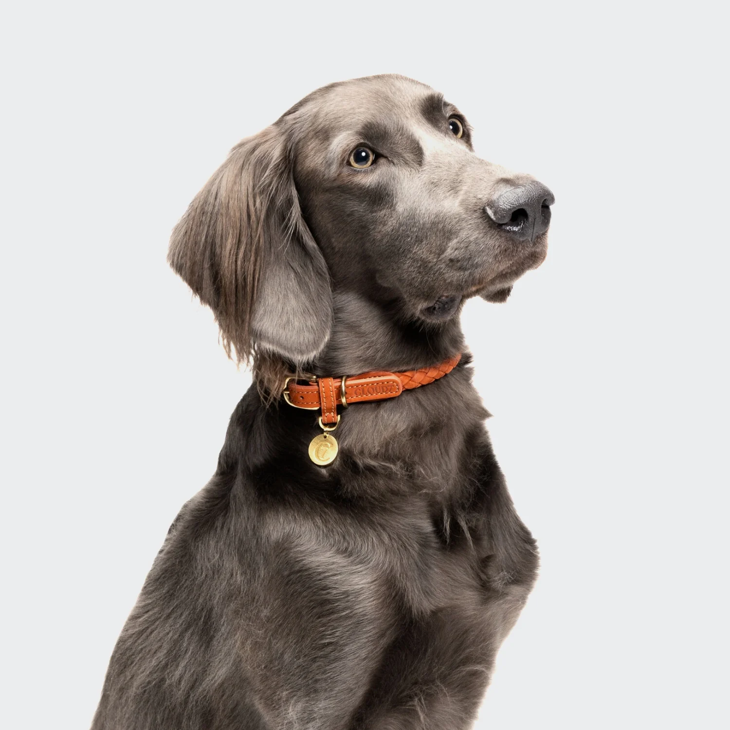 Hundehalsband Ravello Rust