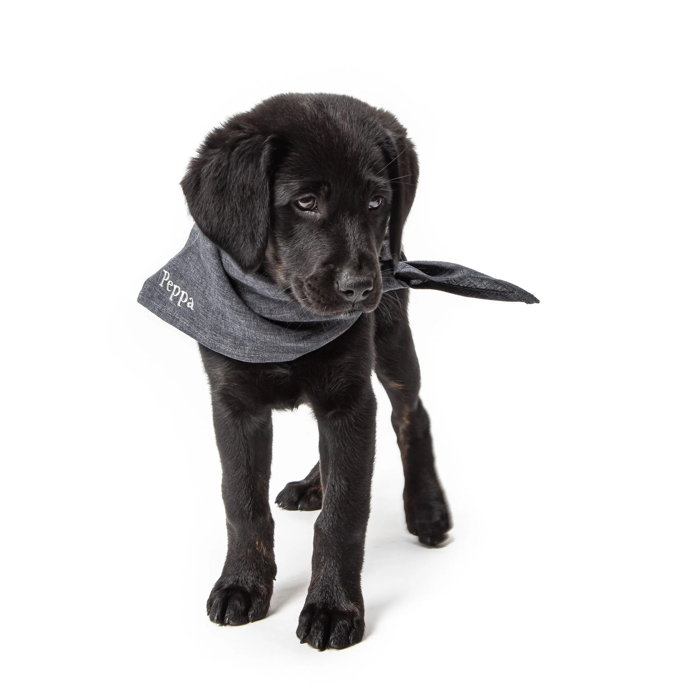 Hundehalstuch mit Namen Indigo - Image 4