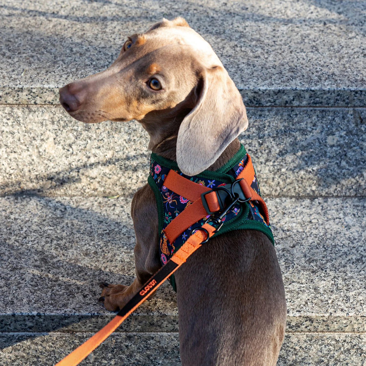 Hundeleine Holly Park Orange - Image 3