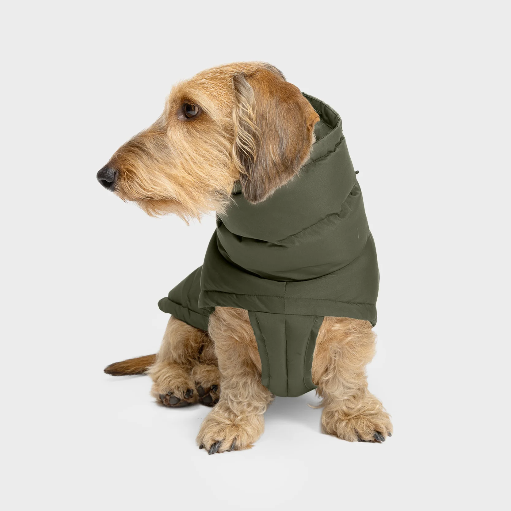 Hundemantel Dackel Alaska Light Olive - Image 3