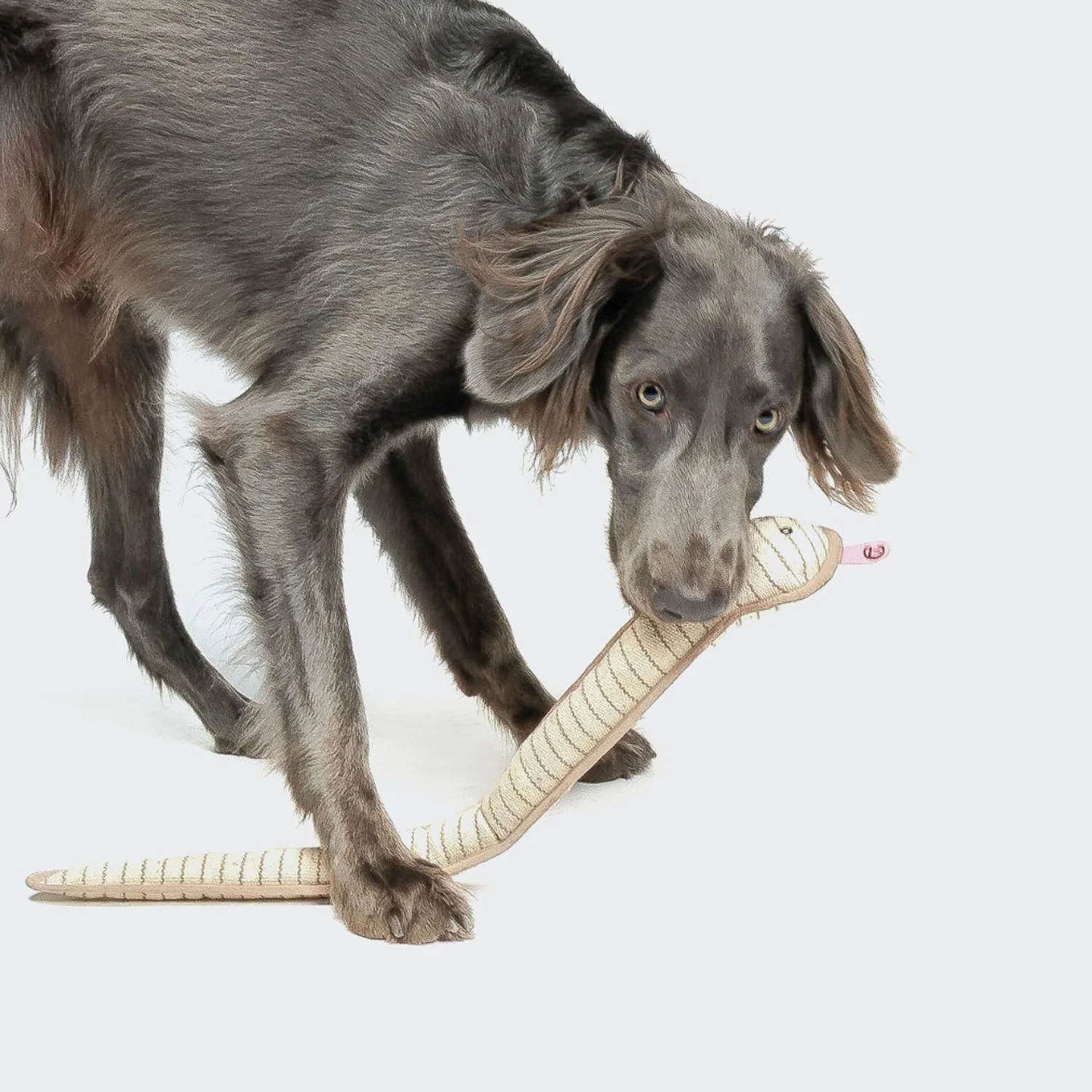 Hundespielzeug Schlange Smilla - Image 2
