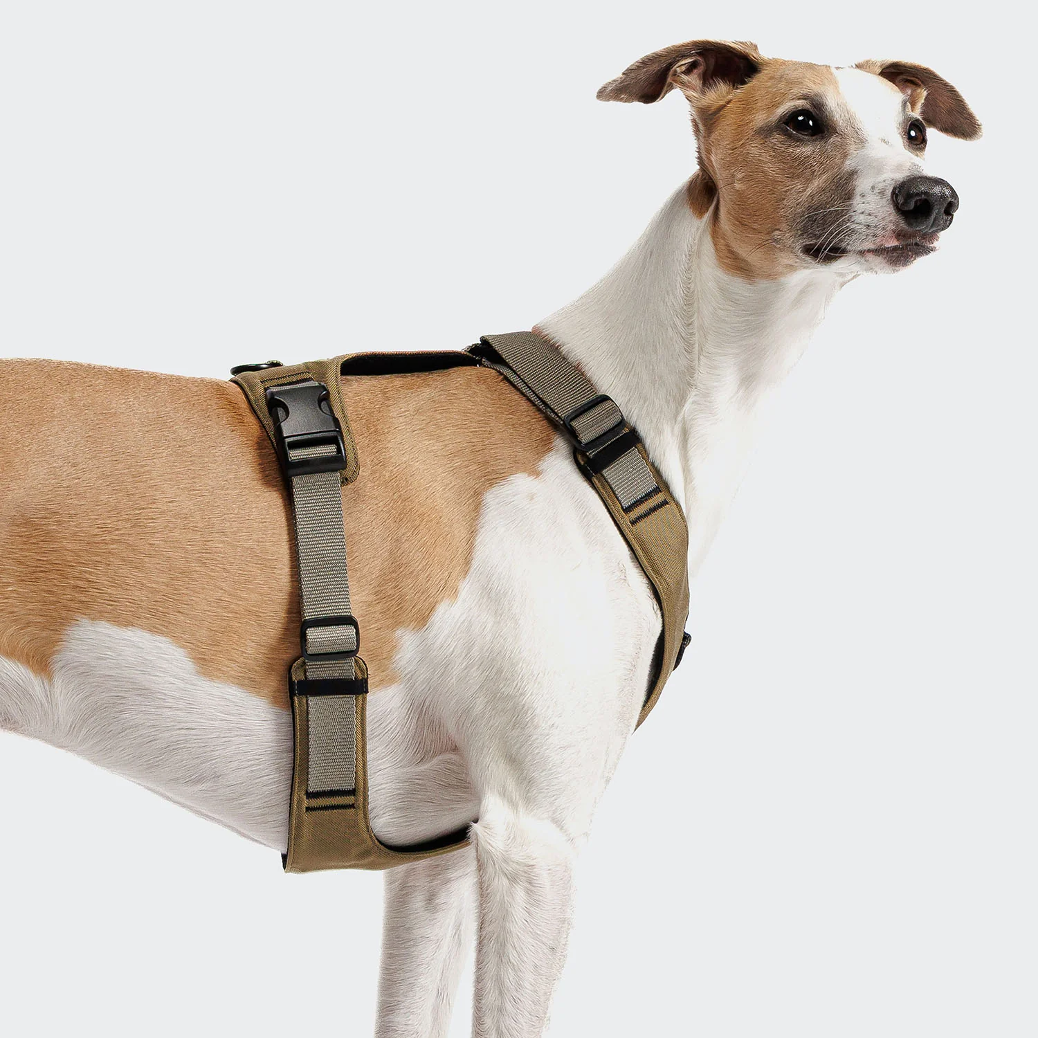 Y-2 Geschirr AKTIV Cordura Khaki - Image 3
